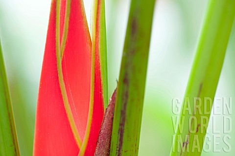 CLOSE_UP_OF_RED_HELICONIA_BUD