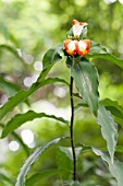 COSTUS SPIRALIS STRAWBERRY BUD