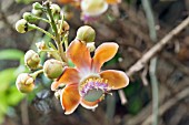 COUROUPITA GUIANENSIS