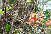 COUROUPITA GUIANENSIS