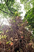 COUROUPITA GUIANENSIS