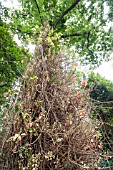 COUROUPITA GUIANENSIS