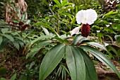 COSTUS SPECIOSUS