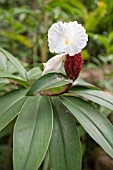 COSTUS SPECIOSUS