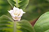 COSTUS GUANAIENSIS PURPLE STEM