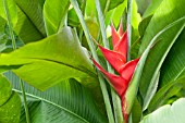 HELICONIA CARIBAEA PURPUREA