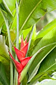 HELICONIA CARIBAEA PURPUREA