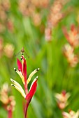 DRAGONFLY PERCHED ON TOP OF A HELICONIA FLOWER