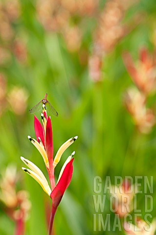 DRAGONFLY_PERCHED_ON_TOP_OF_A_HELICONIA_FLOWER