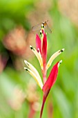 DRAGONFLY PERCHED ON TOP OF A HELICONIA FLOWER