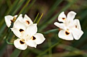 DIETES BICOLOR