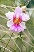 VANDA MISS JOAQUIM