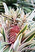 ANANAS COMOSUS VAR. VARIEGATUS