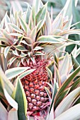 ANANAS COMOSUS VAR VARIEGATUS