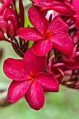 RED PLUMERIA