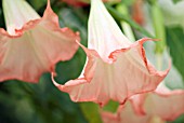 BRUGMANSIA SUAVEOLENS, (ANGELS TRUMPETS)