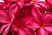 RED PLUMERIA