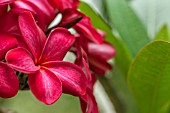 RED PLUMERIA