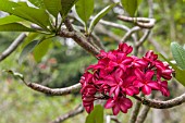 RED PLUMERIA