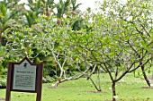 FRANGIPANI COLLECTION SIGN WITH PLUMERIA IN BACKGROUND, SINGAPORE BOTANICAL GARDENS