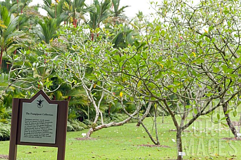FRANGIPANI_COLLECTION_SIGN_WITH_PLUMERIA_IN_BACKGROUND_SINGAPORE_BOTANICAL_GARDENS