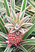 ANANAS BRACTEATUS