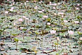 NELUMBO NUCIFERA GROWING IN A POND