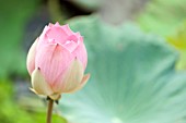 NELUMBO NUCIFERA FLOWERBUD OPENING