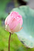 NELUMBO NUCIFERA FLOWERBUD OPENING