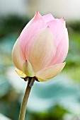 NELUMBO NUCIFERA FLOWERBUD OPENING