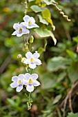 THUNBERGIA GRANDIFLORA