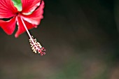 RED HIBISCUS