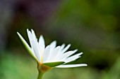 CLOSE UP OF WHITE NYMPHAEA PETALS