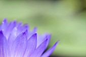 CLOSE UP OF PURPLE NYMPHAEA PETALS