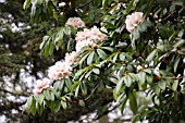 RHODODENDRON MACABEANUM HYBRID