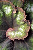 REX CULTORUM BEGONIA LEAF