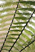 FERN FRONDS