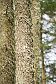 LICHEN GROWING ON PINE TREE TRUNKS