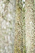 LICHEN GROWING ON PINE TREE TRUNKS