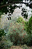 RHODODENDRON SHILSONII