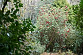 RHODODENDRON SHILSONII