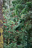 RHODODENDRON SHILSONII