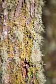 LICHENS GROWING ON PINE TREE BARK