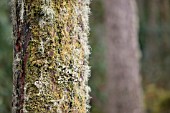 LICHENS GROWING ON PINE TREE BARK