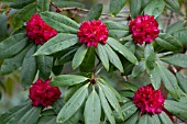 RHODODENDRON SHILSONII