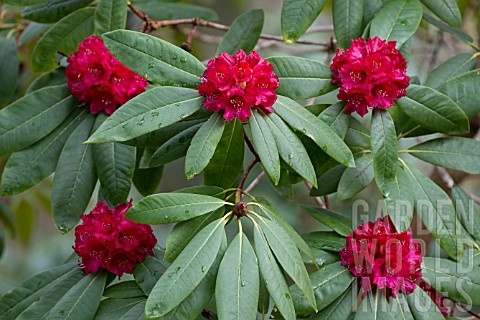 RHODODENDRON_SHILSONII