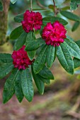 RHODODENDRON SHILSONII