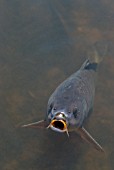 CARP IN A POND