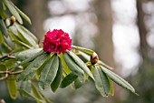 RHODODENDRON SHILSONII