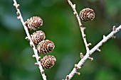 PINE CONES ON A TWIG